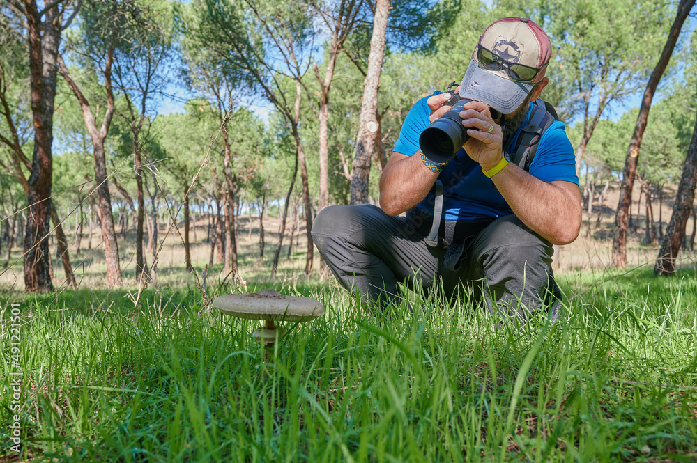 Middle age man spends the day in the forest taking photos of a parasol mushroom (macrolepiota procera) on a hiking journey. Middle age man spends the day in the forest taking photos of a parasol mushroom (macrolepiota procera) on a hiking journey.