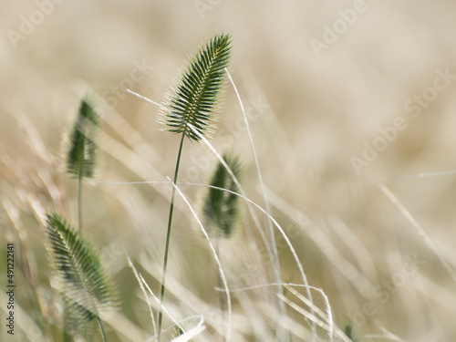 Invasive Crested Wheat Grass (agropyron cristatum) blooms in the steppe photo