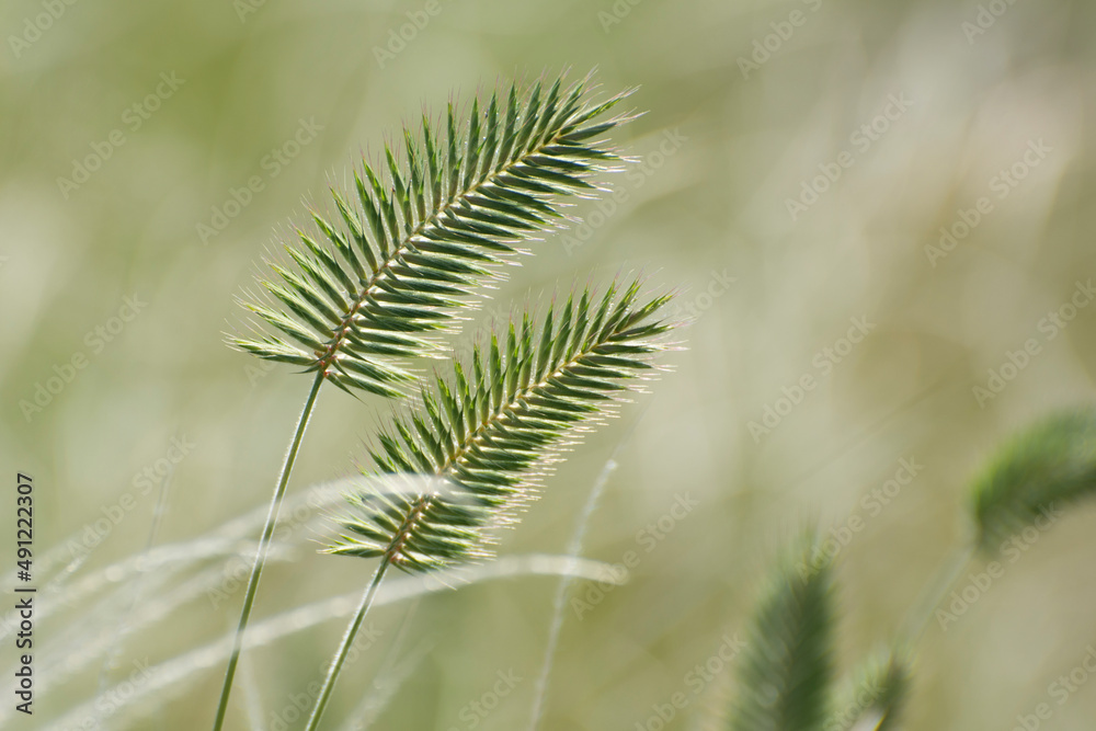 Agropyron cristatum known as Invasive Crested Wheat Grass blooms in the steppe Agropyron cristatum known as Invasive Crested Wheat Grass blooms in the steppe