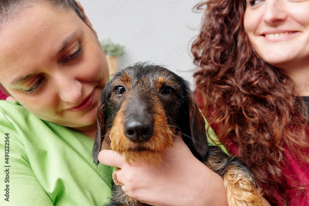 veterinary women holding a dachshund breed dog. care, health and welfare of pets.