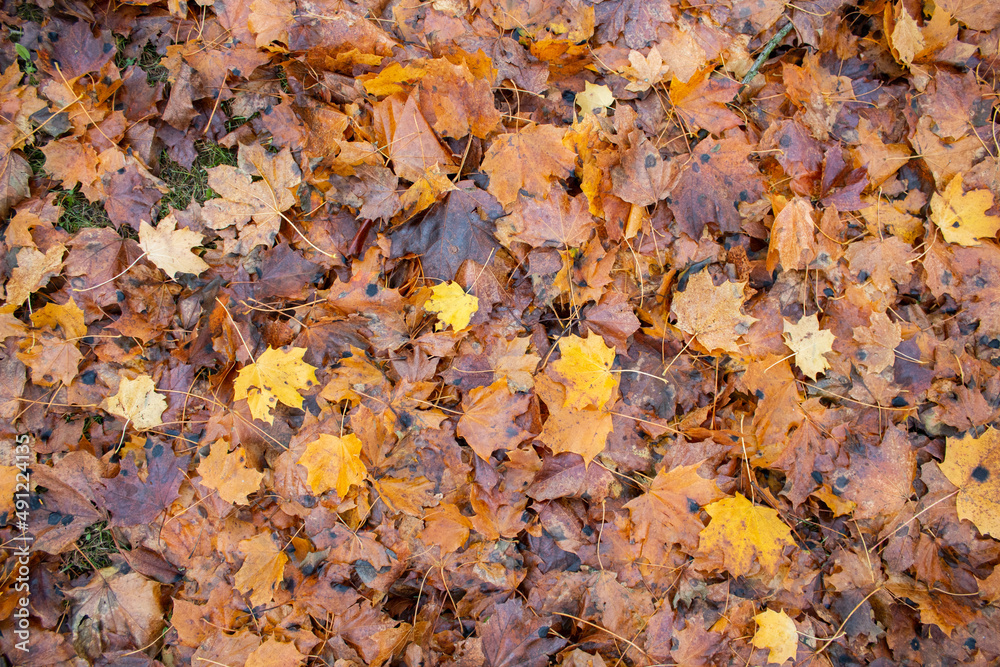The leaves lie on the ground during fall
The leaves lie on the ground during fall