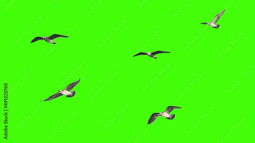 Seagull flies on chroma key Seagull flies on chroma key