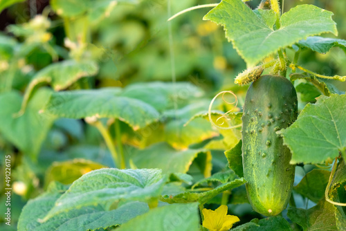 Green fresh cucumber plant under leaf ripen in garden on natural farm. Cucumber crops planting and growth. Cucumber with yellow flowers in vegetable garden close up.
