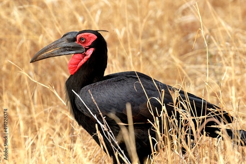 Ein Kaffern-Hornrabe (Bucorvus leadbeateri), Southern ground hornbill, in Sambia. photo