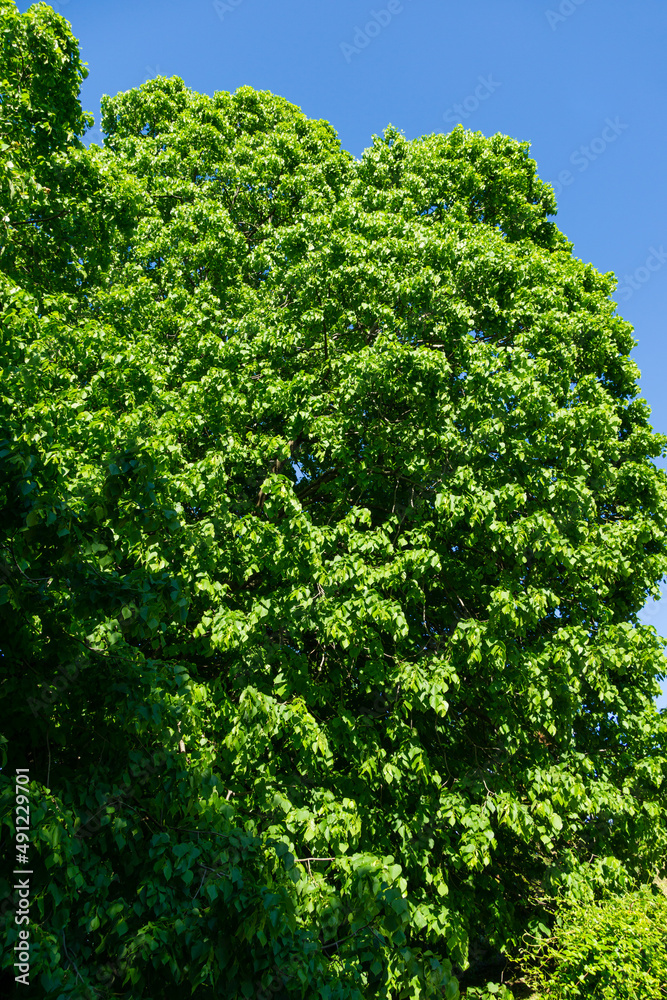 Lush foliage of Tilia Koreana Nakai (Tilia amurensis, Amur lime or Amur linden). Linden tree in spring Arboretum Park Southern Cultures in Sirius (Adler) Sochi. Selective focus. Nature concept
