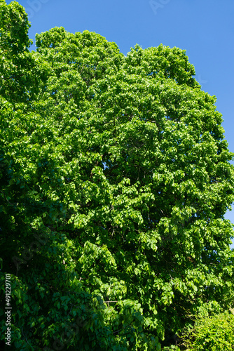 Lush foliage of Tilia Koreana Nakai (Tilia amurensis, Amur lime or Amur linden). Linden tree in spring Arboretum Park Southern Cultures in Sirius (Adler) Sochi. Selective focus. Nature concept © MarinoDenisenko