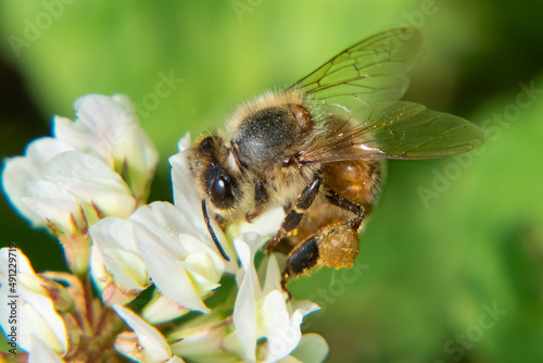 Bee and flower, Ocean View Farm Reserve, Dartmouth, Massachusetts