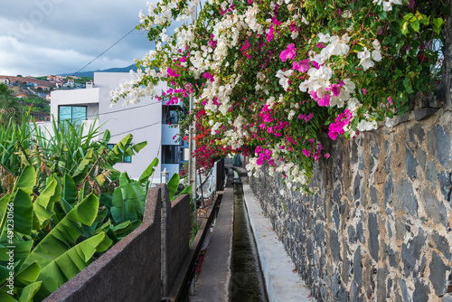 Levada in Funchal with lot of flowers.
