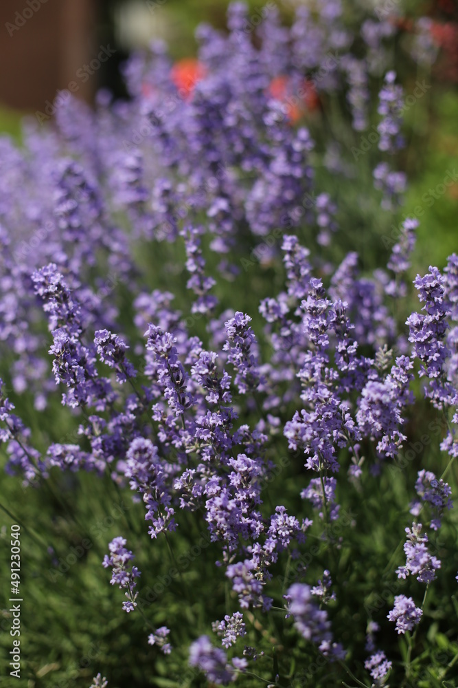 lavender lavender