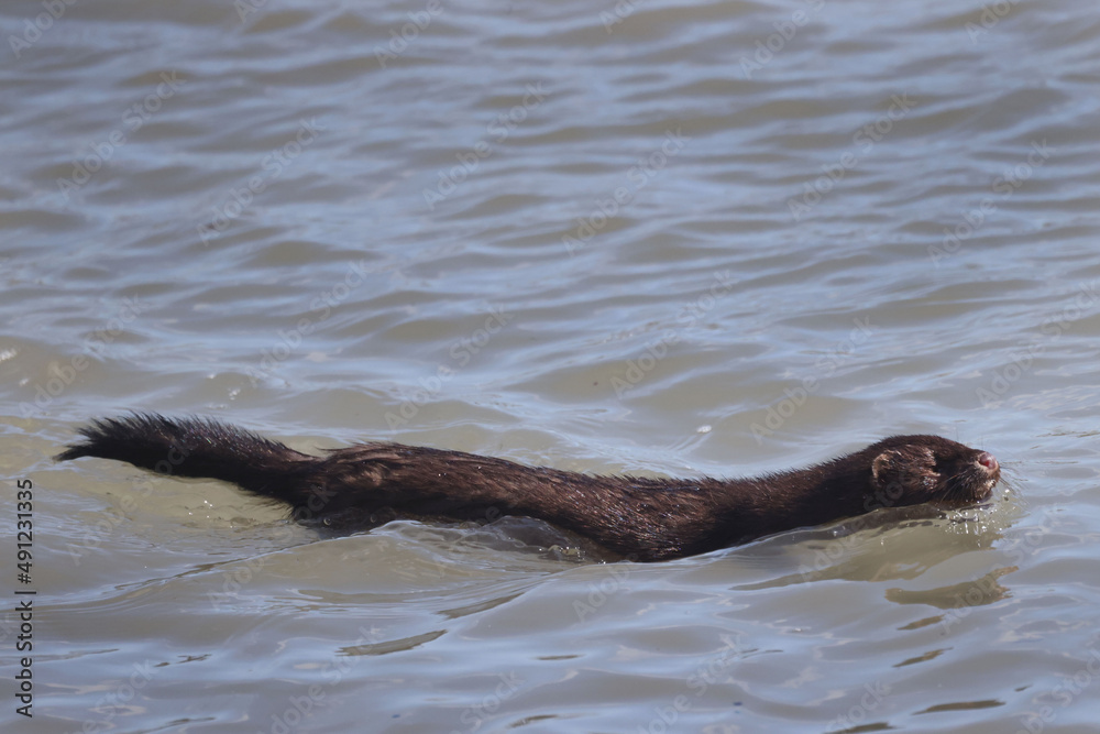 Fototapeta premium Mink swimming on shoreline looking for prey, Pecked by a swan but continued on. Swimming furiously and rapidly