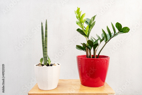 Nice red pot with several green branches of zamioculca  another white one with sansevieria cylindrica and new shoots on a raw wet wooden board