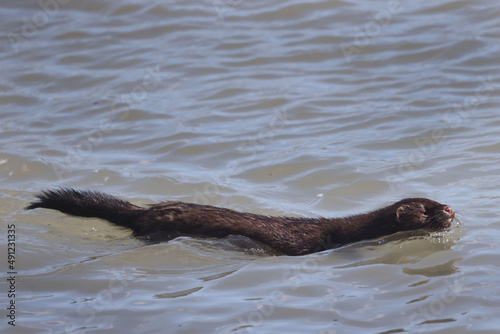 Mink swimming on shoreline looking for prey, Pecked by a swan but continued on. Swimming furiously and rapidly © Janet