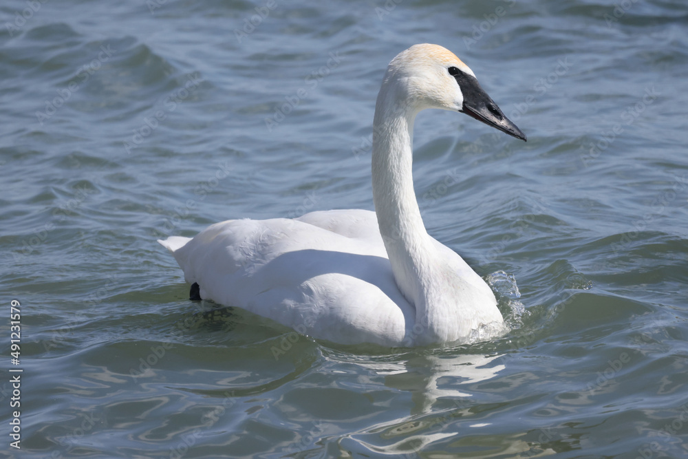 Trumpeter swan group swimming on spring lake inb right sun but intense waves and freezing cold
Trumpeter swan group swimming on spring lake inb right sun but intense waves and freezing cold