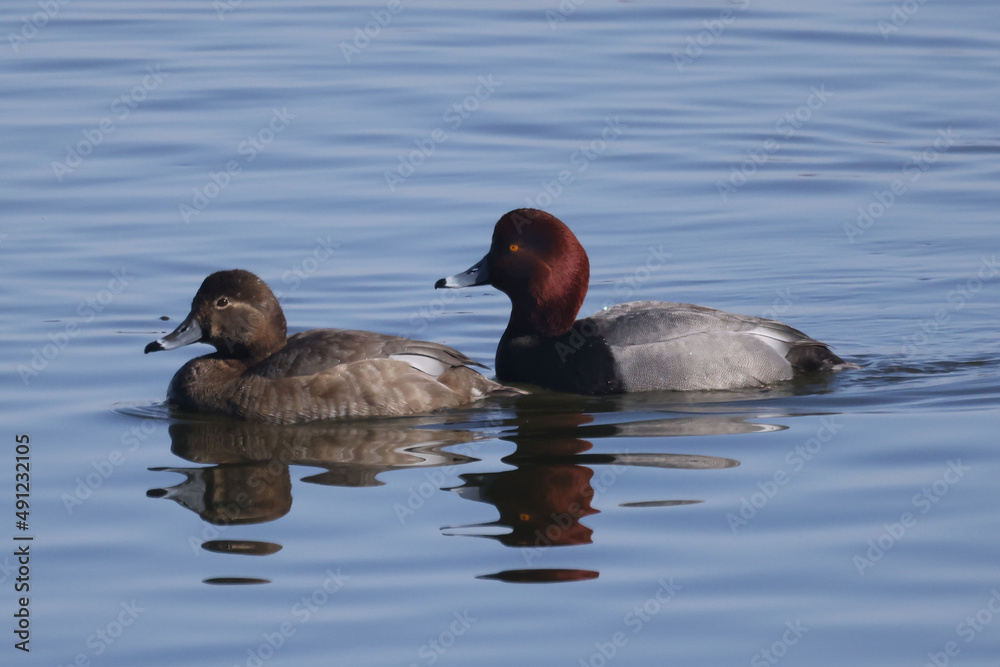 Redhead ducks during migration at large bird sanctuary on way from Western Canada to Northern Canada to breed in spring on ice and water bay Redhead ducks during migration at large bird sanctuary on way from Western Canada to Northern Canada to breed in spring on ice and water bay