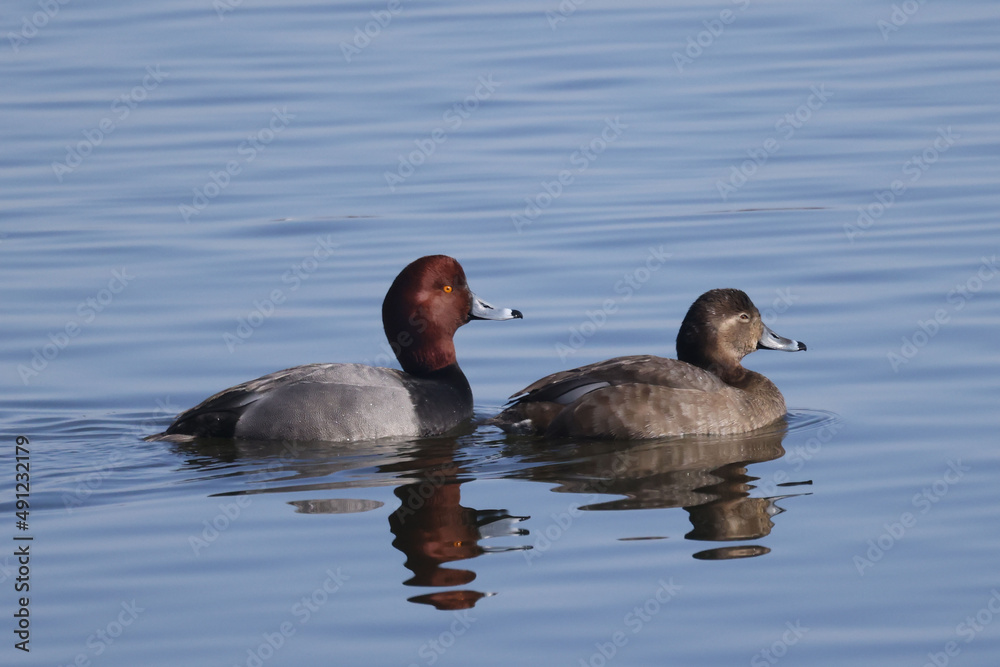 Redhead ducks during migration at large bird sanctuary on way from Western Canada to Northern Canada to breed in spring on ice and water bay Redhead ducks during migration at large bird sanctuary on way from Western Canada to Northern Canada to breed in spring on ice and water bay