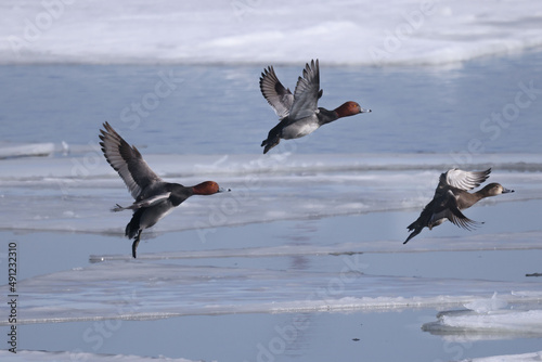 Redhead ducks during migration at large bird sanctuary on way from Western Canada to Northern Canada to breed in spring on ice and water bay