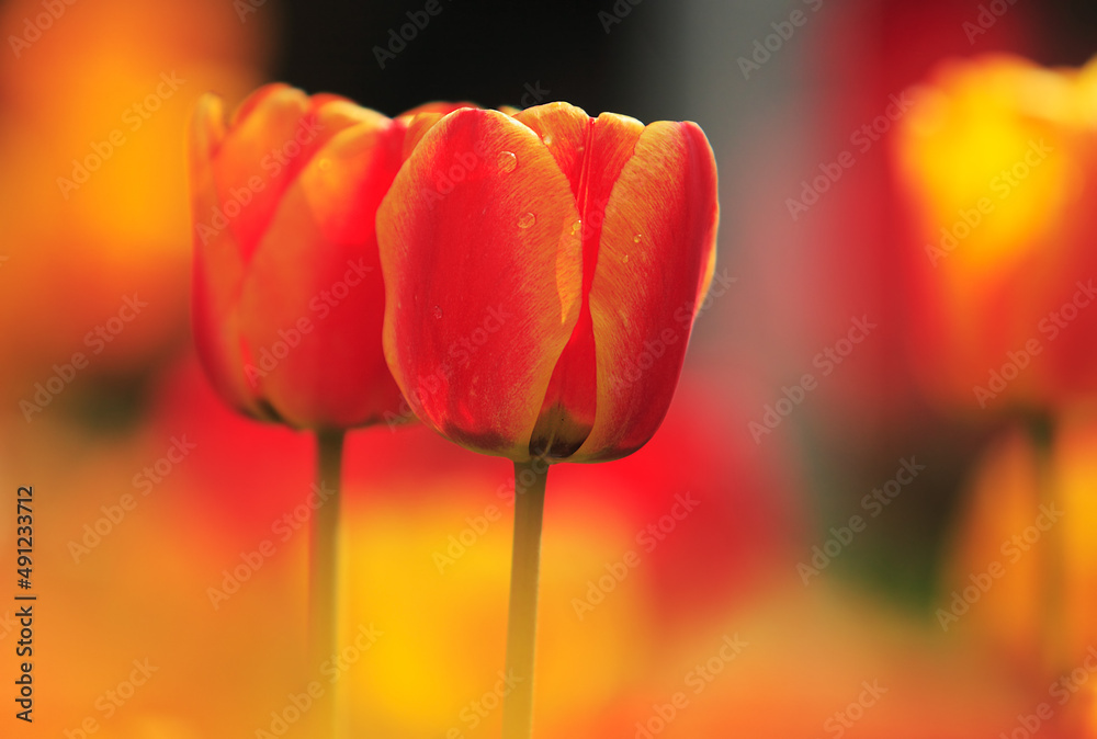 Group of tulips among green leaves Group of tulips among green leaves
