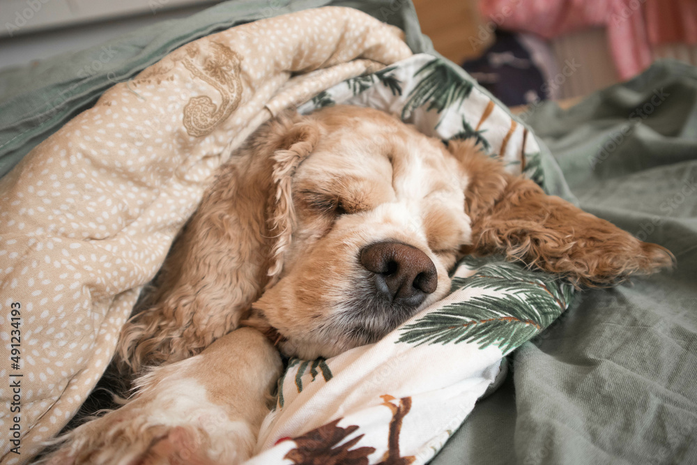 Obraz premium The American Cocker Spaniel dog is resting on the bed