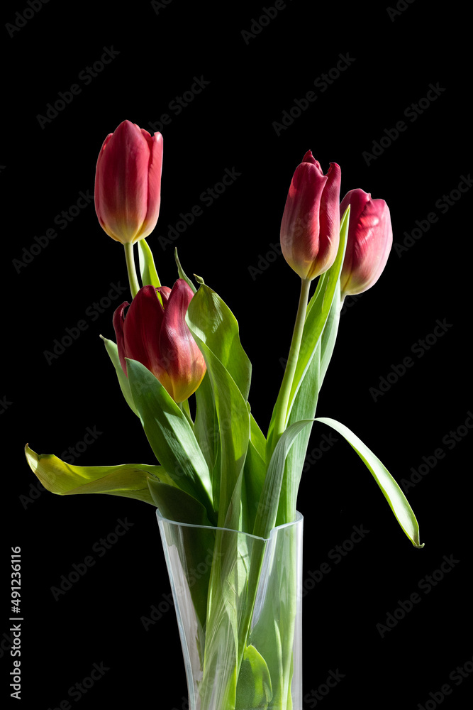 Obraz premium Bouquet of red tulips in a vase on a black isolated background