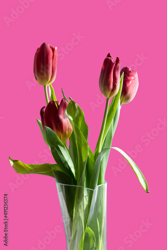 Fototapeta Naklejka Na Ścianę i Meble -  Bouquet of red tulips in a vase on a pink isolated background