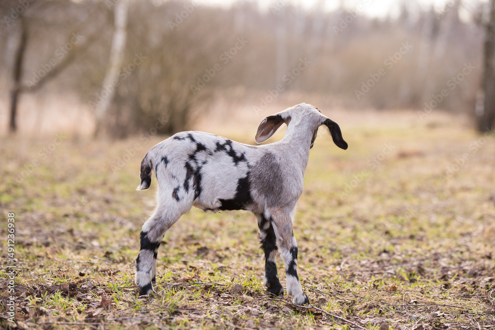Small south african boer goat doeling portrait on nature