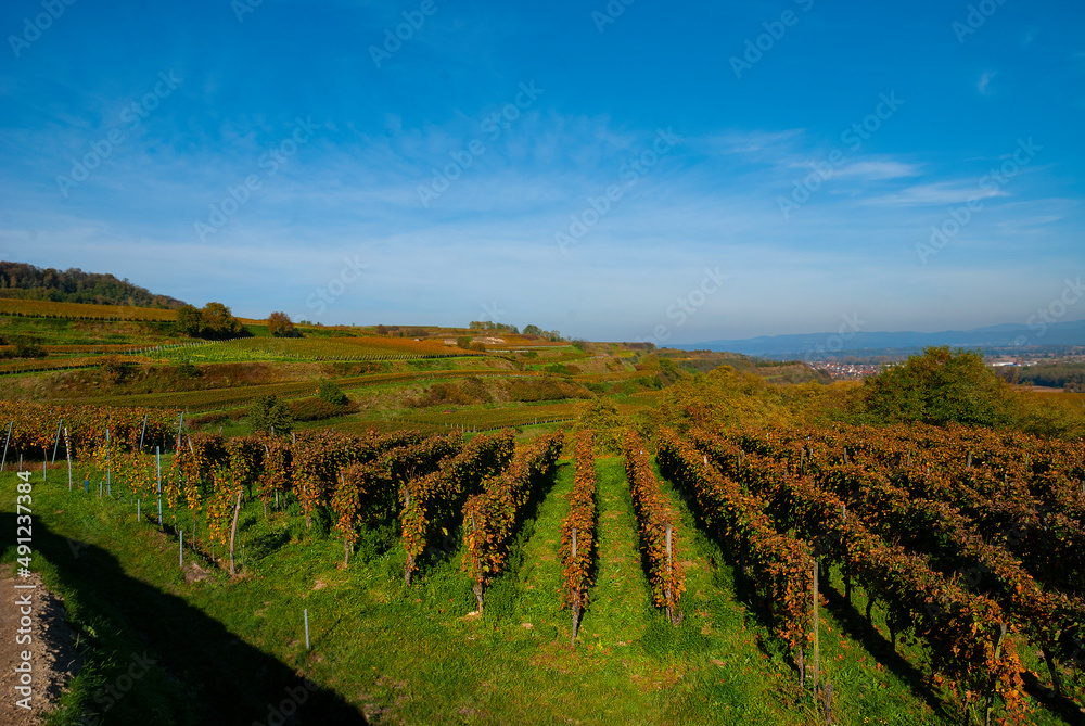 Weinberge Reben Weinberge Reben