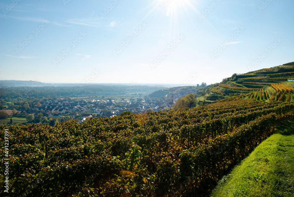 Weinberge Reben