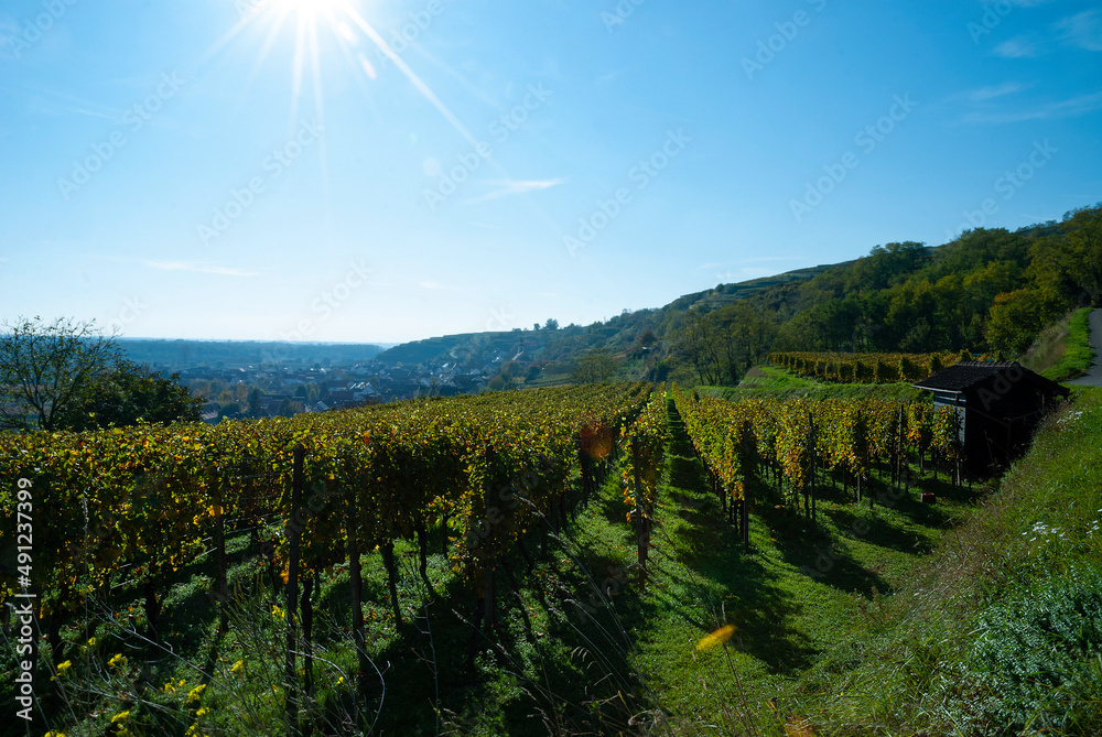 Fototapeta premium Weinberge Reben