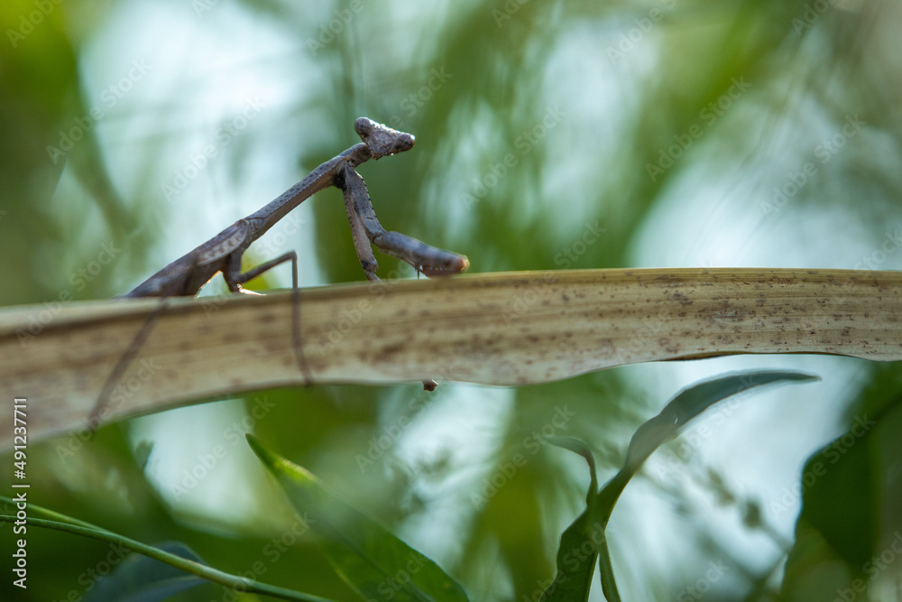 Fototapeta premium Praying Mantis