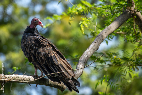 Turkey vulture © Art Sublimina