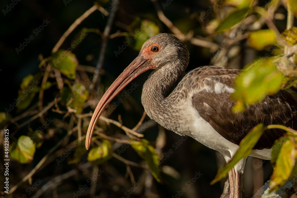 Fototapeta premium White Ibis