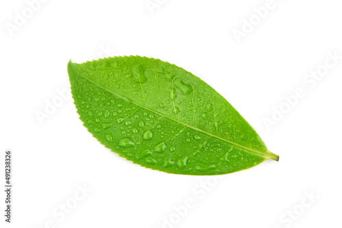 leaves green tea with drops of water isolated on white background
