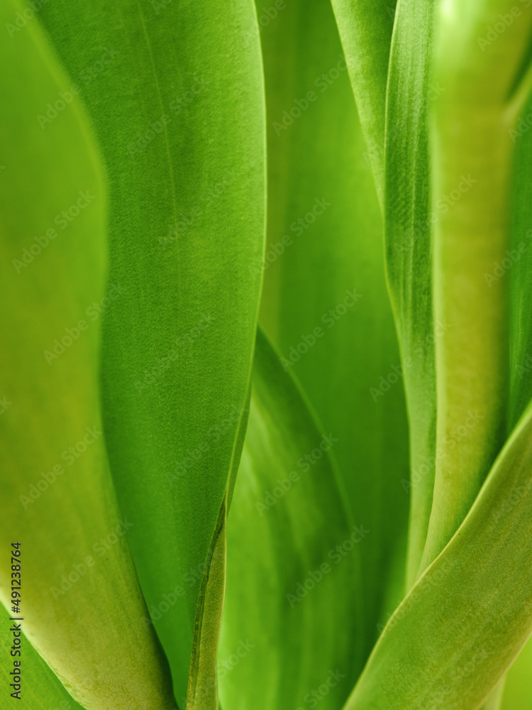 background green leaves close up background green leaves close up