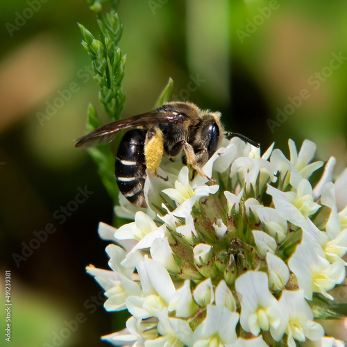 Bee and flower, Ocean View Farm Reserve, Dartmouth, Massachusetts © PAUL