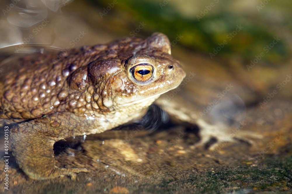 Naklejka premium Common or European toad brown colored in latin bufo bufo