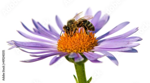 bee or honeybee on flower isolated on white