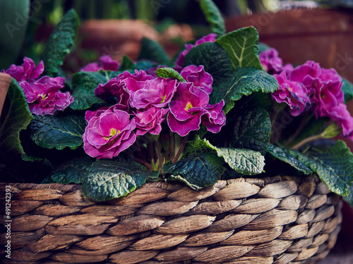 A bright primrose in a wicker basket standing on burlap .