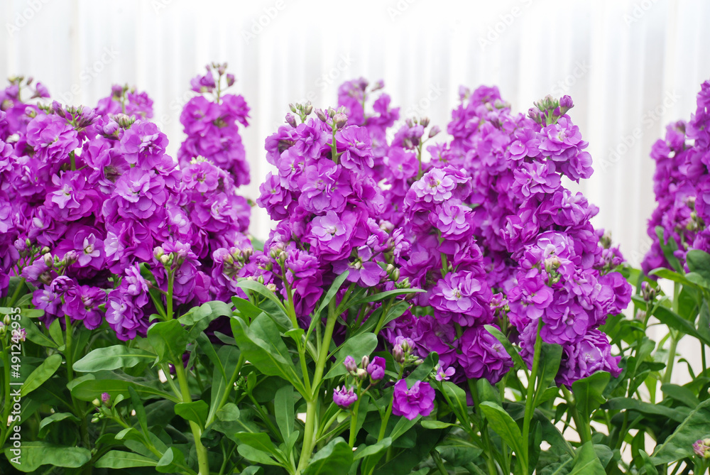 Fototapeta premium Matthiola incana flower, stock flowers, cut flowers in the nursery, full bloom