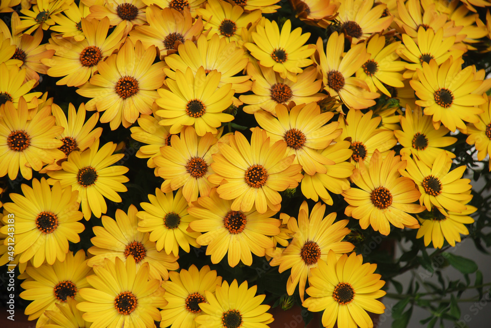Yellow osteospermum or dimorphotheca flowers, yellow flowers Yellow osteospermum or dimorphotheca flowers, yellow flowers