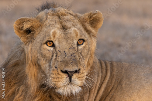 Asiatic lion Male Portrait.  Click at Gir National Park Junagadh  India 