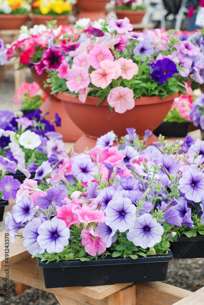 Obraz premium Petunia, Petunias in the tray,Petunia in the pot, multi-color flowers
