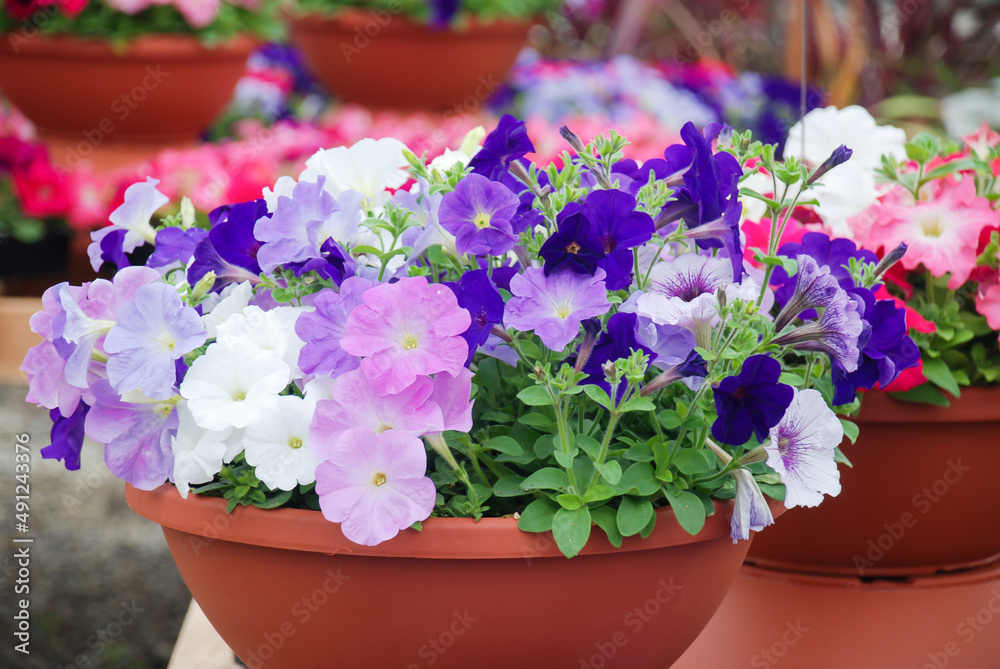 Petunia, Petunias in the tray,Petunia in the pot, multi-color flowers Petunia, Petunias in the tray,Petunia in the pot, multi-color flowers