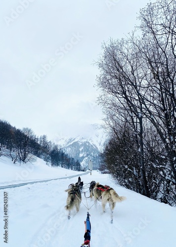 Sled dog