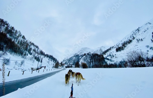 Sled dog