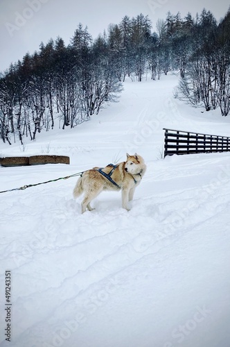 Sled dog