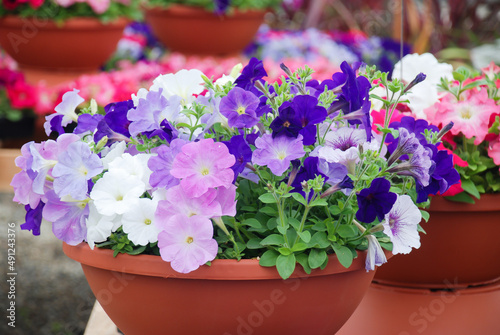 Fototapeta Naklejka Na Ścianę i Meble -  Petunia, Petunias in the tray,Petunia in the pot, multi-color flowers