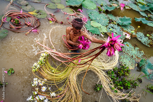Old man vietnamese picking up the beautiful pink lotus in the lake at an phu, an giang province, vietnam, culture and life concept