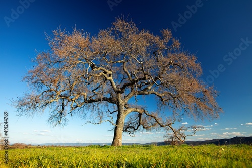Large bare tree under blue sky at Cabaneros National Park, Spain photo
