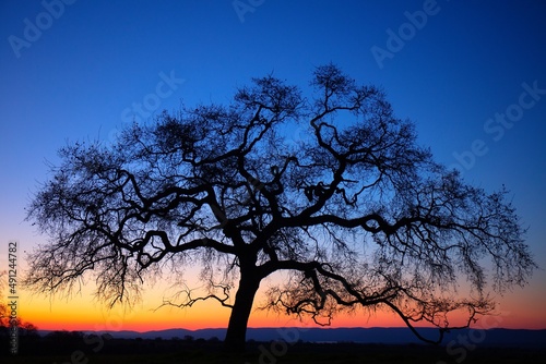 Large bare tree under sky at sunset, Cabaneros National Park, Spain photo