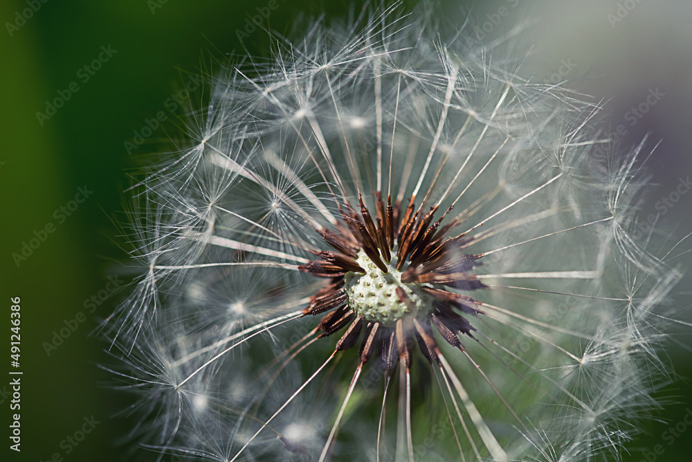 Bud of a dandelion. Dandelion white flower in green grass close up view
